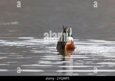 nordschaufel (Anas clypeata, Spatula clypeata), Dabbling männlich, Deutschland, Bayern, Kochelsee Stockfoto