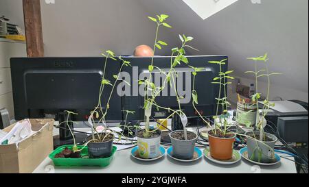 Gewöhnliche Sonnenblume (Helianthus annuus), etilierte Blüten in Blumentöpfen auf einem Schreibtisch in einem Büro, Deutschland Stockfoto