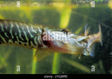 hecht, nördlicher Hecht (Esox lucius), Jungtier, frisst blaugebrandet, Detail, Deutschland Stockfoto