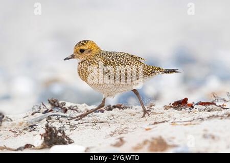 Europäischer Goldreher, Eurasischer Goldreher, Goldreher (pluvialis apricaria), Strandspaziergang, Deutschland, Schleswig-Holstein, Helgoland Stockfoto