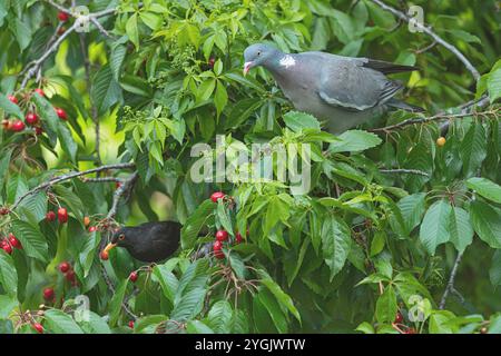 Holztaube (Columba palumbus), sitzt auf einem Kirschbaum und isst Kirschen, Deutschland, Baden-Württemberg Stockfoto