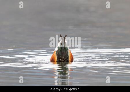 nordschaufel (Anas clypeata, Spatula clypeata), Dabbling, Deutschland, Bayern, Kochelsee Stockfoto