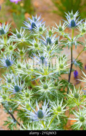 Spanischer Eryngo (Eryngium bourgatii), blühend Stockfoto