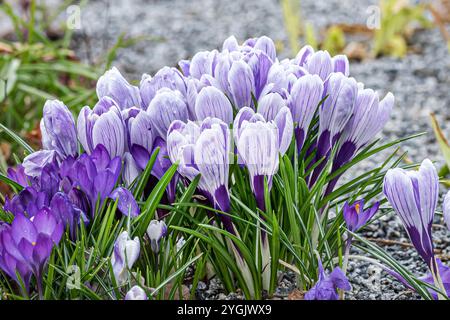 Niederländischer Krokus, Frühlingskrokus (Crocus vernus 'Pickwick', Crocus vernus Pickwick), Cultivar Pickwick Stockfoto