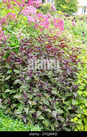 Braunes Vollkraut (Eupatorium rugosum 'Schokolade', Eupatorium rugosum Schokolade, Ageratina altissima), blühend, Sorte Schokolade Stockfoto