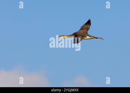 Rotschlauchtaucher (Gavia stellata), im Flug am blauen Himmel, Seitenansicht, Italien, Toskana, Viareggio Hafen Stockfoto