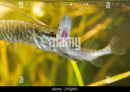 hecht, nördlicher Hecht (Esox lucius), Graspickerel, der kleinere Konspezies isst, Deutschland Stockfoto