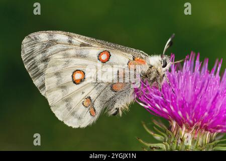 apollo (Parnassius apollo), sitzend auf einer Distelblume, Seitenansicht, Österreich, Tirol Stockfoto