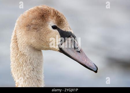 Stummgeschwan (Cygnus olor), Jugendlicher, Porträt, Deutschland Stockfoto