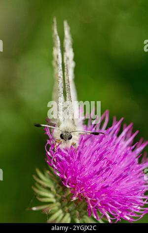 apollo (Parnassius apollo), sitzend auf einer Distelblume, Vorderansicht, Österreich, Tirol Stockfoto