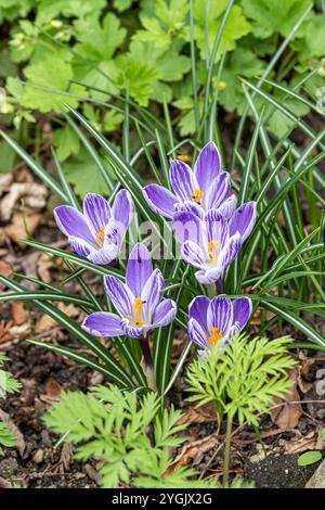 Niederländischer Krokus, Frühlingskrokus (Crocus vernus 'Pickwick', Crocus vernus Pickwick), Cultivar Pickwick Stockfoto