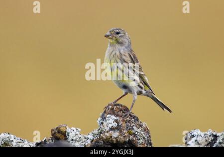 kanarieninsel, Atlantischer Kanarienvogel (Serinus canaria), Weibchen auf einem lichtechten Felsen, Seitenansicht, Azoren Stockfoto