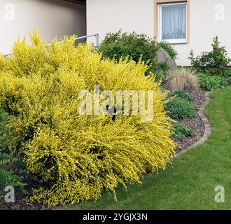 Warminster-Besen (Cytisus x praecox 'Allgold', Cytisus x praecox Allgold), blühender Busch, Sorte Allgold Stockfoto