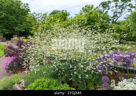 Meerkohl, Kraut, Herzblatt-Krambe (Crambe cordifolia), blühend Stockfoto