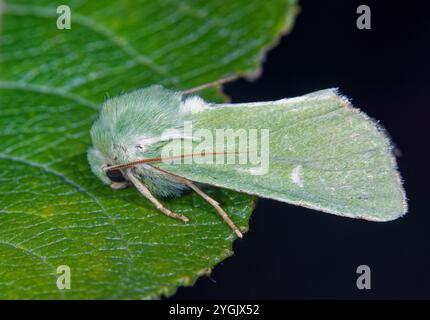 Burrengrün (Calamia tridens), auf einem Blatt sitzend, Deutschland Stockfoto