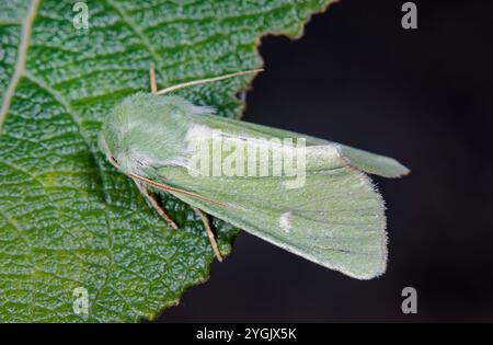 Burrengrün (Calamia tridens), auf einem Blatt sitzend, Deutschland Stockfoto