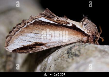 Kleiner Schwalbe prominent (Pheosia gnoma), sitzend auf einem Ast, Deutschland Stockfoto