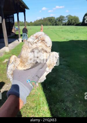 Scheuneneule (Tyto alba), gefunden tote Scheuneneule in der Hand, Deutschland Stockfoto