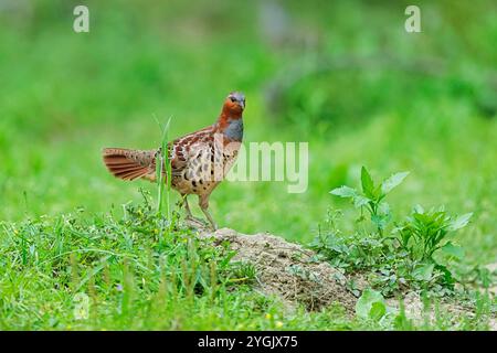 Chinesisches Bambushuhn (Bambusicola thoracicus, Bambusicola thoracica), auf dem Boden stehend, China, Sichuan Stockfoto