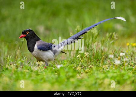 Rotes, blaues Elster (Urocissa erythroryncha, Urocissa erythorhyncha), sitzend auf einer Wiese, China, Sichuan Stockfoto