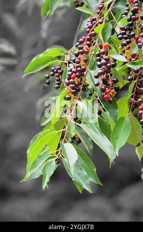 Amerikanische Vogelkirsche, Schwarzkirsche, Wildkirsche, Rumkirsche, Bergkirsche (Prunus serotina, Padus serotina), Fruchtzweige, Deutschland Stockfoto