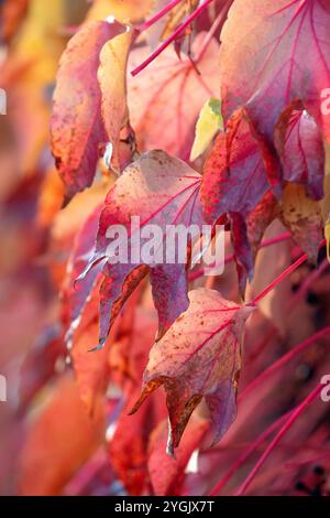 Boston Evy (Parthenocissus tricuspidata), wilde Weinrebe, in Herbstfarbe an einer Hauswand Stockfoto