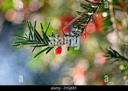 Europäische Eibe (Taxus baccata) mit Früchten gegen das Licht Stockfoto