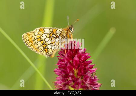 heidefritillary (Melitaea athalia, Mellicta athalia), sitzend auf Vanillaorchidee, Österreich, Tirol Stockfoto