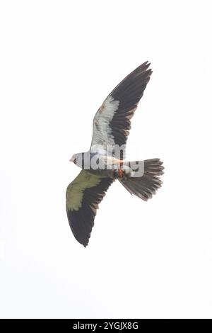 östliches Rotfußkrestel (Falco amurensis), im Flug, Mongolei Stockfoto