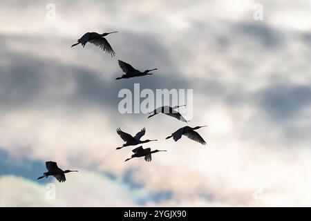 Weißer Löffelschnabel (Platalea leucorodia), Gruppe am Himmel, Mongolei Stockfoto