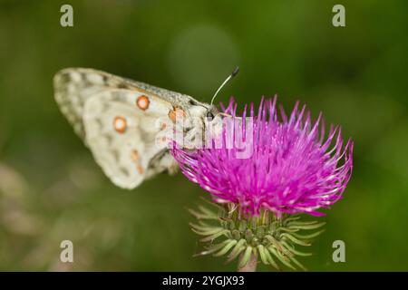 apollo (Parnassius apollo), sitzend auf einer Distelblume, Seitenansicht, Österreich, Tirol Stockfoto