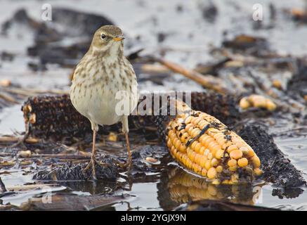 Wasserpipit (Anthus spinoletta), neben einem Maiskolben auf einem feuchten Morgen, Vorderansicht, Italien, Toskana, Massaciuccoli-See, Pisa Stockfoto