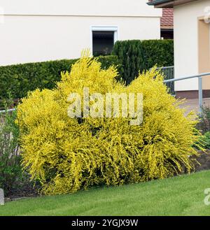 Warminster-Besen (Cytisus x praecox 'Allgold', Cytisus x praecox Allgold), blühender Busch, Sorte Allgold, Europa, Bundesrepublik Deutschland Stockfoto
