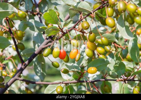 Cherry elaeagnus, Gumi, Cherry silverberry (Elaeagnus multiflora, Elaeagnus edulis), Zweig mit Früchten, Europa, Bundesrepublik Deutschland Stockfoto