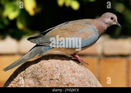 Lachende Taube, lachende Schildkrötentaube, Palmtaube, Senegal-Taube, kleine braune Taube (Streptopelia senegalensis, Spilopelia senegalensis), auf einem Ro stehend Stockfoto