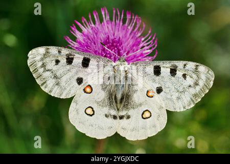 apollo (Parnassius apollo), sitzend auf einer Distelblume, Blick von oben, Österreich, Tirol Stockfoto