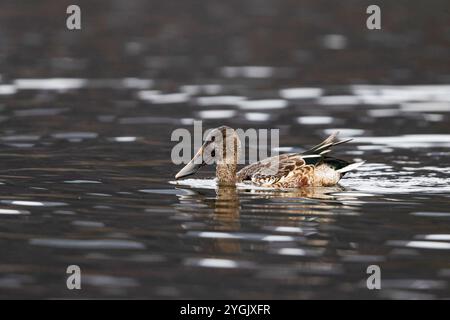 nordschaufel (Anas clypeata, Spatula clypeata), Jungtier auf dem Wasser, Deutschland, Bayern, Kochelsee Stockfoto