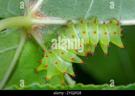 Afrikanische Mondmotte (Argema mimosae), raupe auf einem Ast Stockfoto