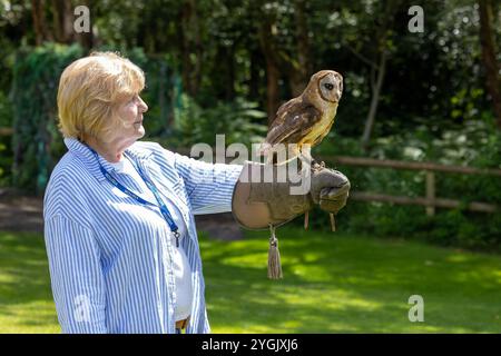 Gemeine Scheuneneule mit Funkantenne auf einem Handschuh in Cheshire Falconry, Blakemere Craft Centre, Northwich Stockfoto