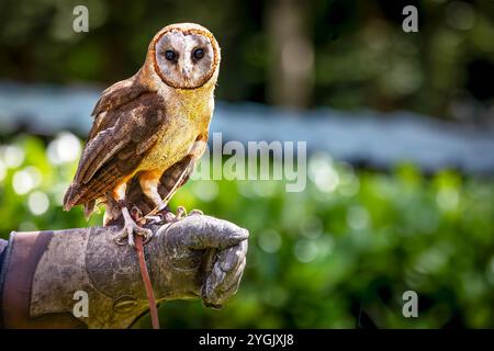 Gemeine Scheuneneule mit Funkantenne auf einem Lederhandschuh im Cheshire Falconry, Blakemere Craft Centre, Northwich Stockfoto