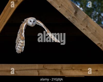 Die gemeine Scheuneneule startet tagsüber von einem Holzdach im Blakemere Village Craft Centre Stockfoto