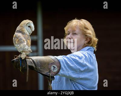 Gemeine Scheuneneule mit Funkantenne auf einem Handschuh in Cheshire Falconry, Blakemere Craft Centre, Northwich Stockfoto