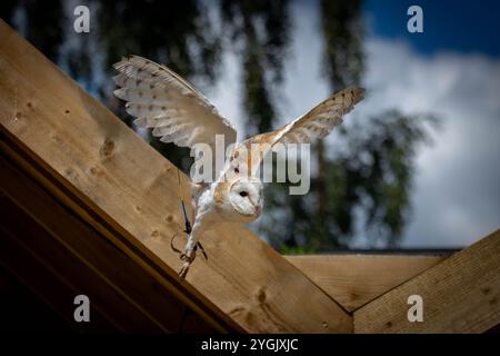 Die gemeine Scheuneneule startet tagsüber von einem Holzdach im Blakemere Village Craft Centre Stockfoto