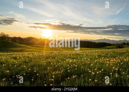 Sonnenaufgang über einer Löwenzahnwiese im Frühjahr, Deutschland, Bayern, Oberbayern, Oberbayern, Bad Kohlgrub Stockfoto