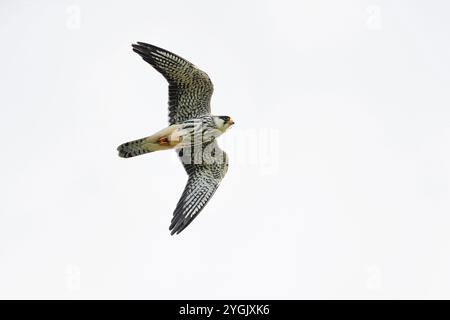 östliches Rotfußkrestel (Falco amurensis), im Flug, Mongolei Stockfoto