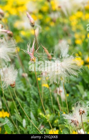 Bergavens (Dryas octopetala), Frucht, Deutschland, Bayern Stockfoto