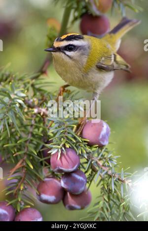 Kammmuster (Regulus ignicapilla, Regulus ignicapillus), auf einem wacholderzweig mit Früchten, Italien, Toskana Stockfoto