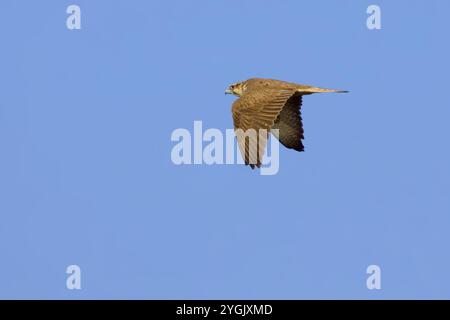 Saker Falke (Falco Cherrug), im Flug am blauen Himmel, Seitenansicht, Italien, Latium Stockfoto