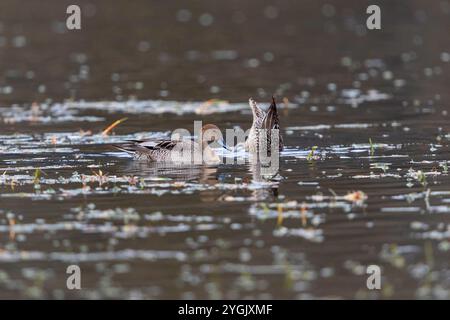 nördliche pintail (Anas acuta), zwei pintail Enten im Wintergefieder, eine Dabbling, Deutschland, Bayern, Kochelsee Stockfoto