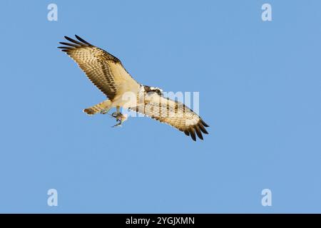 osprey, Fischfalke, Seefalke, Flussfalke (Pandion haliaetus), im Flug mit Gefangener Beute in den Krallen, Oman, Salalah Stockfoto